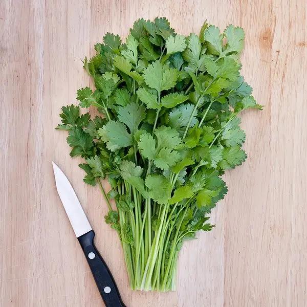 High Mowing Caribe Cilantro 1/8oz