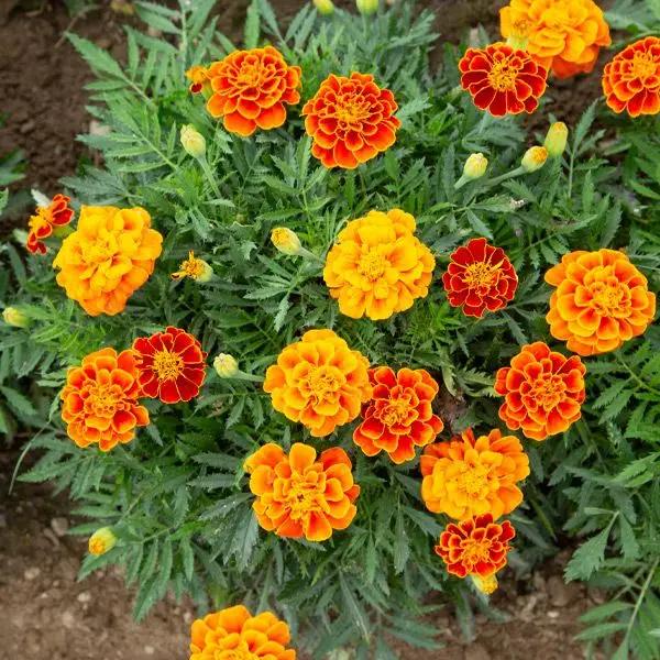 High Mowing Queen Sophie Marigold 1/32oz