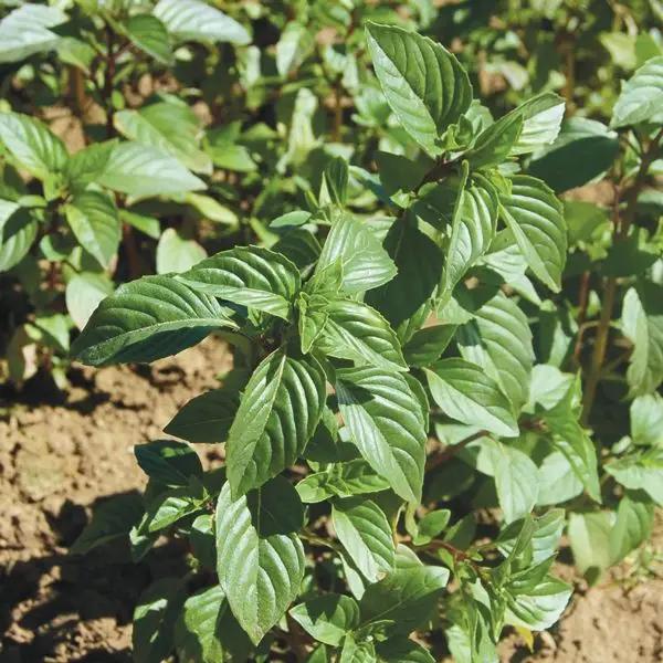 High Mowing Sweet Thai Basil 1/32oz