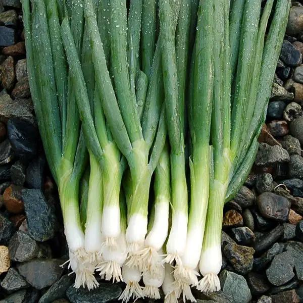 High Mowing Organic Seeds Parade Bunching Onion