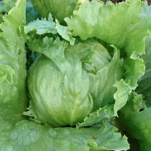 High Mowing Crispino Lettuce 1/32oz