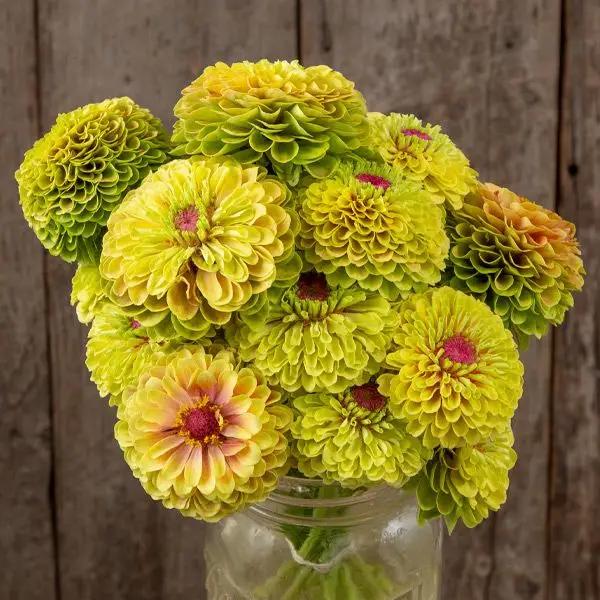 High Mowing Queeny Lime with Blotch Zinnia 20 Seeds