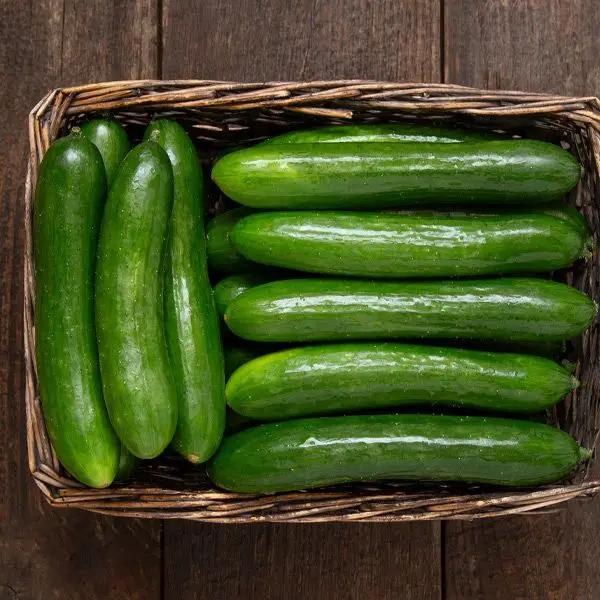 High Mowing Green Finger Cucumber 1/16oz