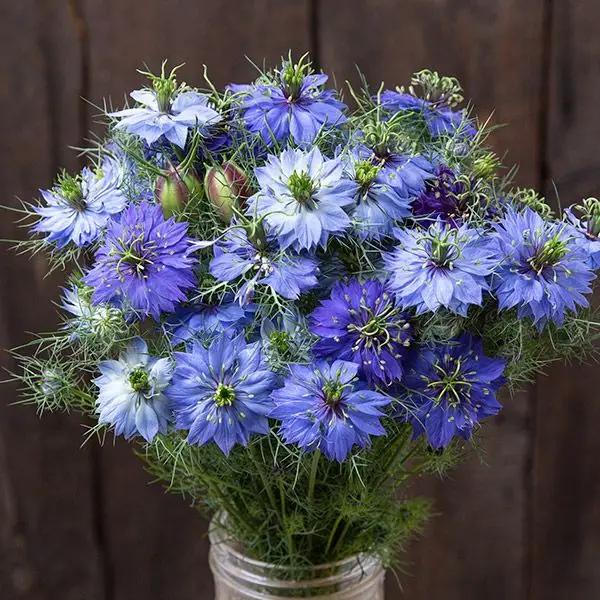 High Mowing Nigella 50 Seeds