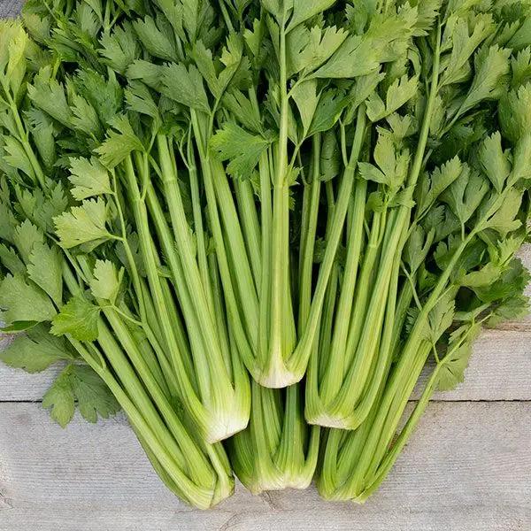 High Mowing Tango Celery 50 Seeds