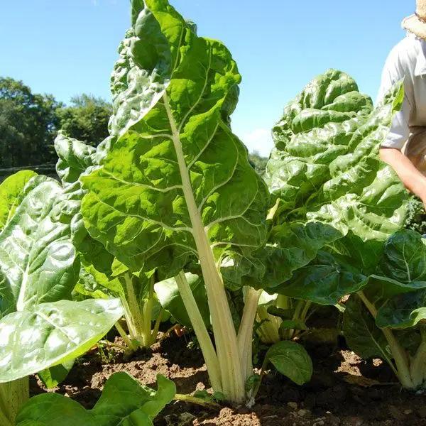 High Mowing Fordhook Giant Chard 1/16oz