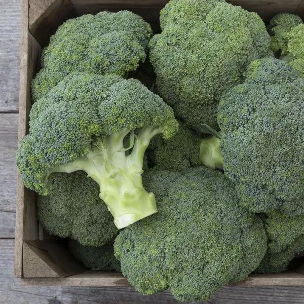 High Mowing Convina F1 Broccoli 25 Seeds