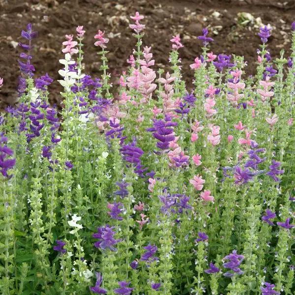 High Mowing Salvia 1/4 gram