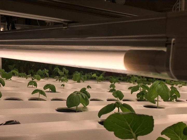 Thrive Agritech T-5 - LED  Bulb - 4'