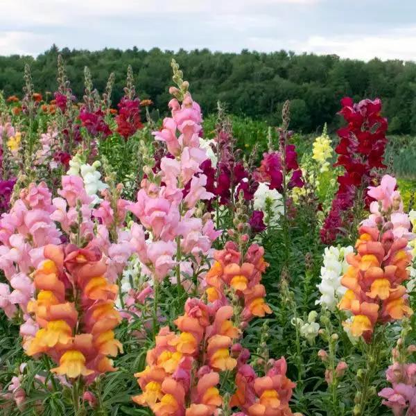 High Mowing Lion's Mouth Blend Snapdragon 1/64oz