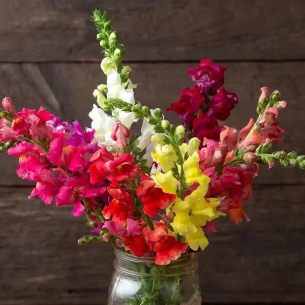 High Mowing Bertrand's Giant Mixture Snapdragon 1/64oz