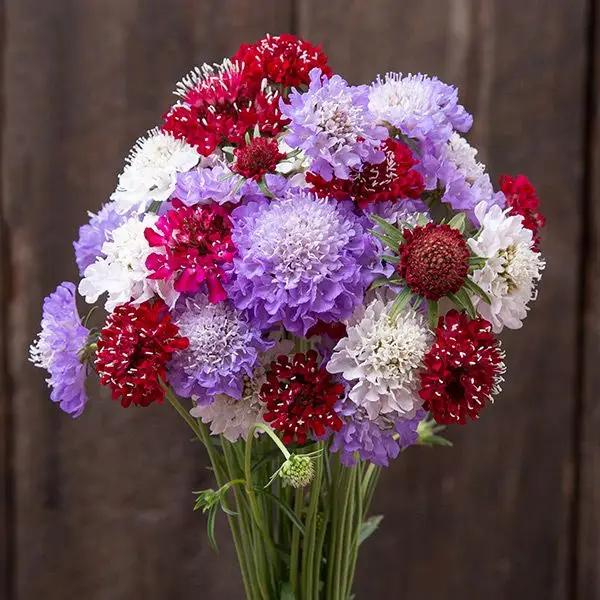 High Mowing Dynamic Mix Scabiosa 50 Seeds