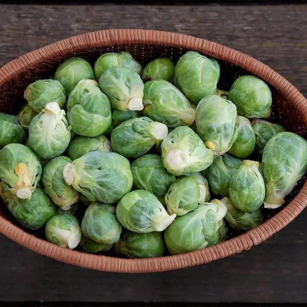 High Mowing Igor F1 Brussels Sprouts 10 Seeds