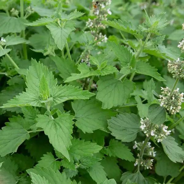 High Mowing Catnip 1/64oz