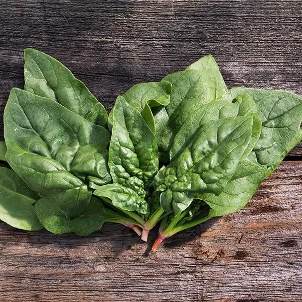 High Mowing Organic Seeds Regiment F1 Spinach - Thumbnail 3