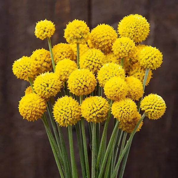 High Mowing Sunball Craspedia 50 Seeds