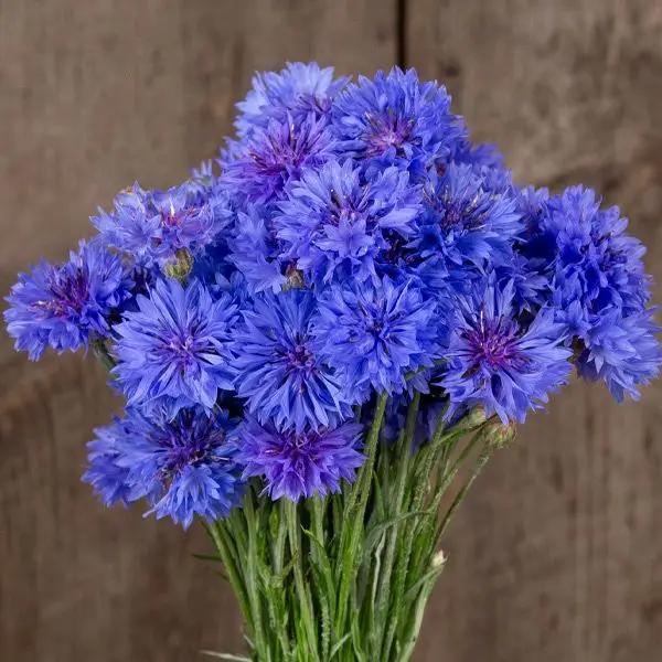 High Mowing Blue Boy Bachelor Button 1/32oz