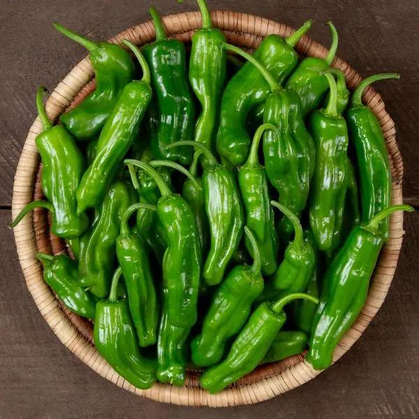 High Mowing Katana F1 Shishito Pepper 10 Seeds