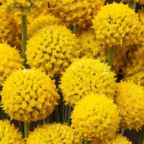 High Mowing Sunball Craspedia 50 Seeds