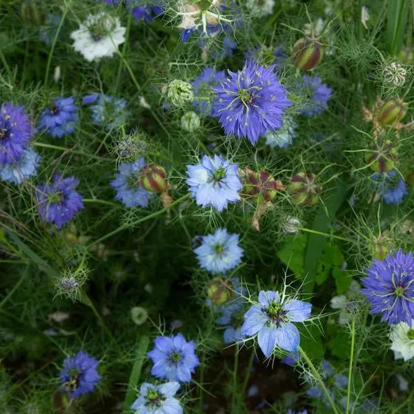 High Mowing Nigella 50 Seeds
