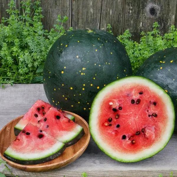 High Mowing Moon and Stars Watermelon 1/16oz