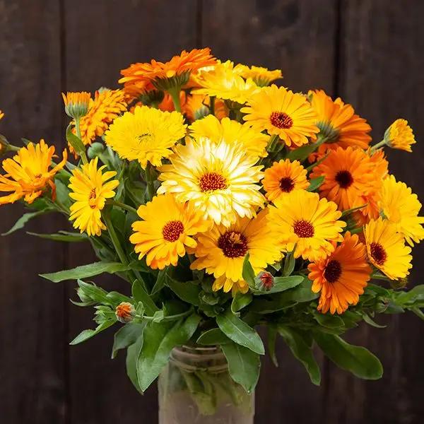 High Mowing Pacific Beauty Calendula 1/32oz