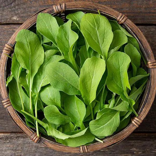 High Mowing Organic Seeds Astro Arugula
