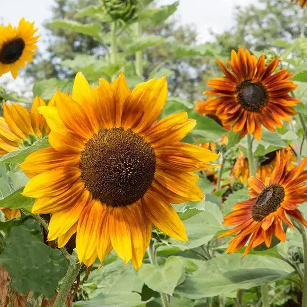 High Mowing Autumn Beauty Sunflowers 1/16oz